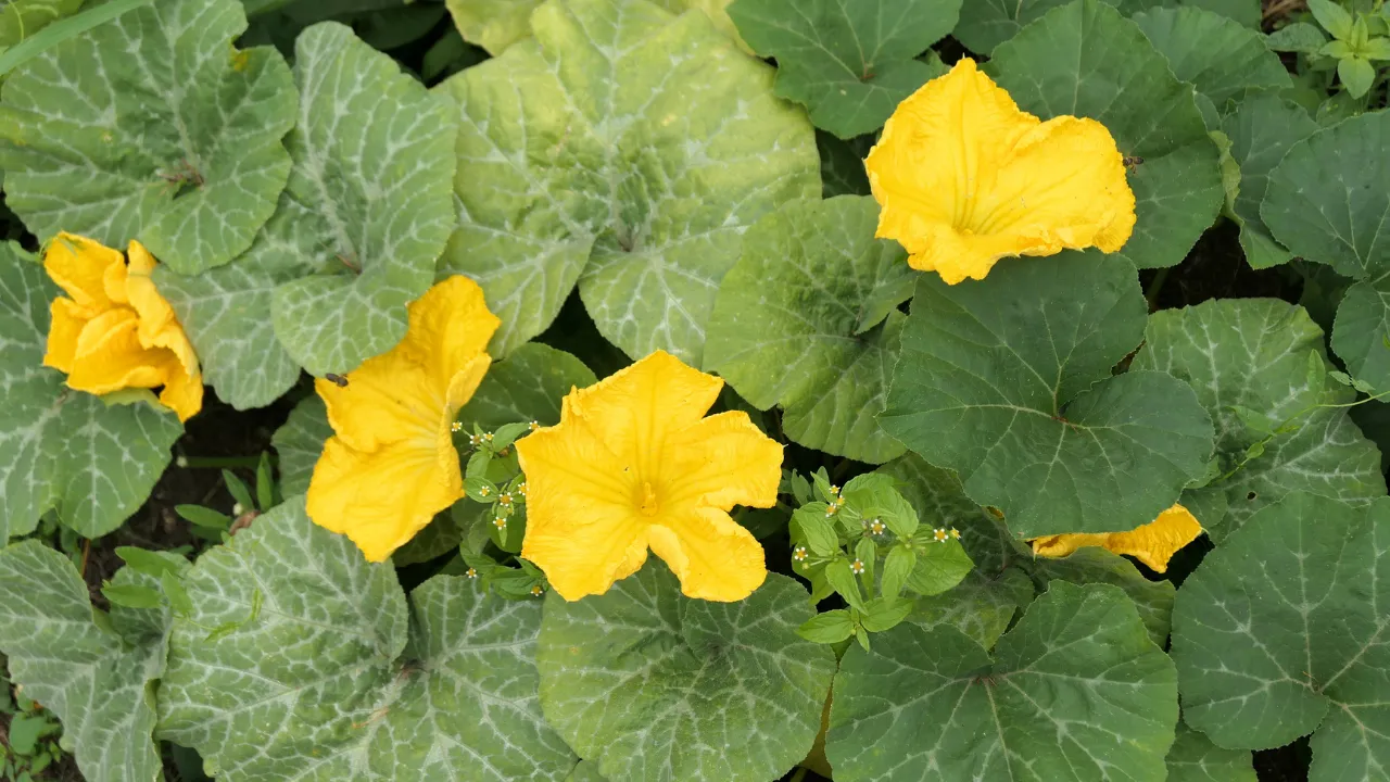identify-pumpkin-leaves-4-ways-explained-for-beginners-go-green-backyard