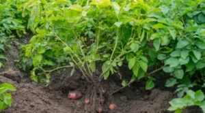 how do potato plants reproduce
