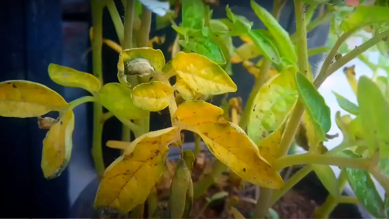 Tomato Plants Leaves Turning Yellow
