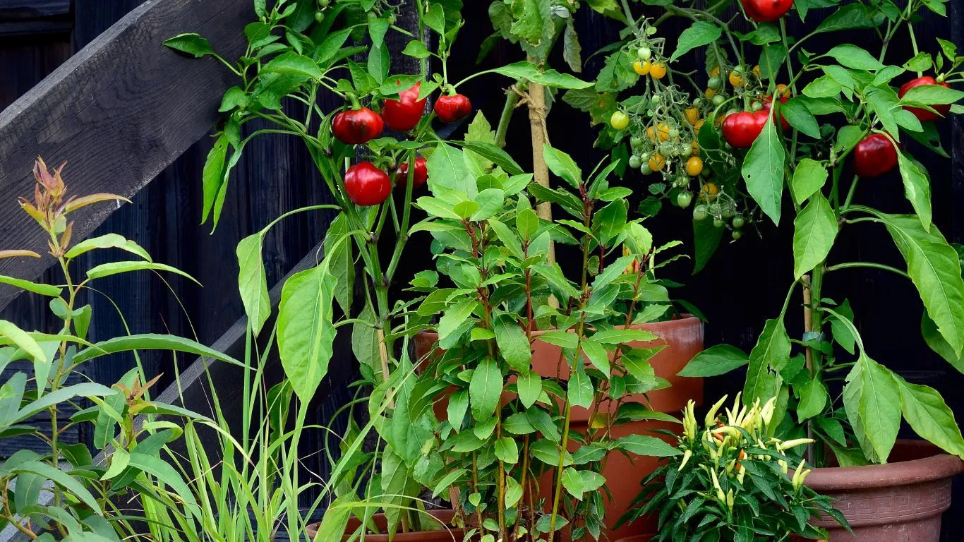 11 Common Mistakes When Growing Tomatoes in Containers